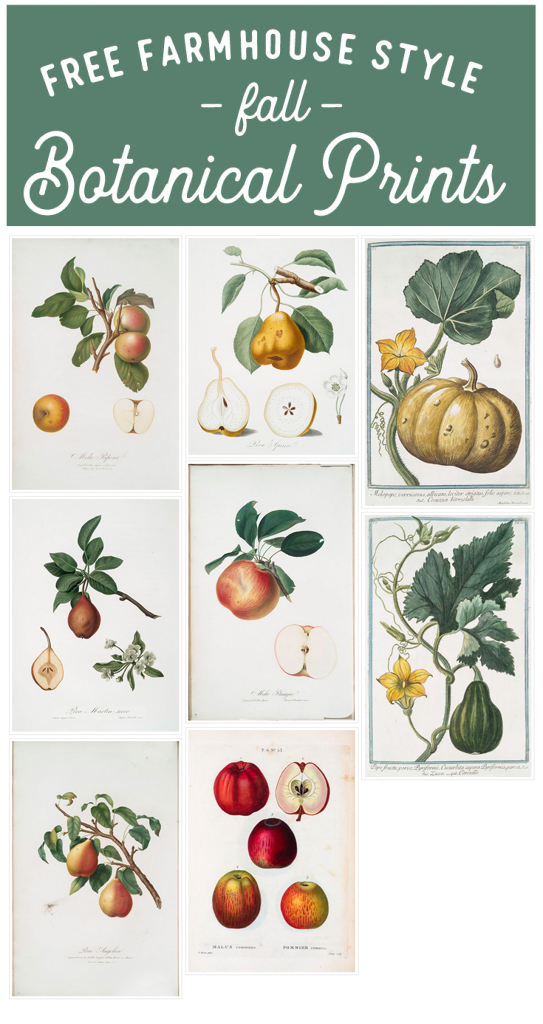 Free fall botanical prints, farmhouse style fall botanical prints, farmhouse botanical prints, botany prints, vintage botanicals