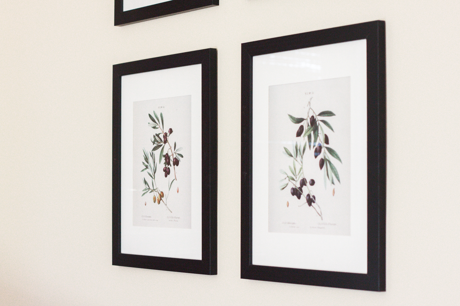 FREE printable olive branch botanical prints | Gather and Flourish